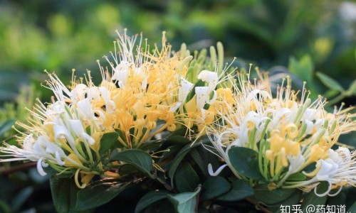 阿莫西林和阿奇霉素哪个效果好网 :分享阿莫西林和阿奇霉素哪个效果好肺感染-克霉唑栓片的作用与功效知识